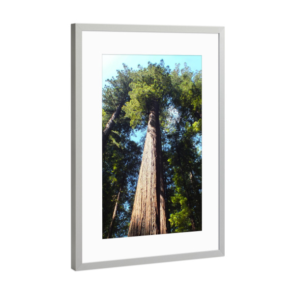 Poster mit Rahmen Silber "Redwood" artboxONE - Natur,Reise,Floral