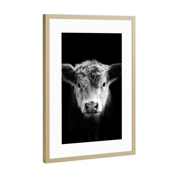 Poster mit Rahmen Gold "Kuh Portrait auf Schwarz" artboxONE - Tiere,Schwarzweiß