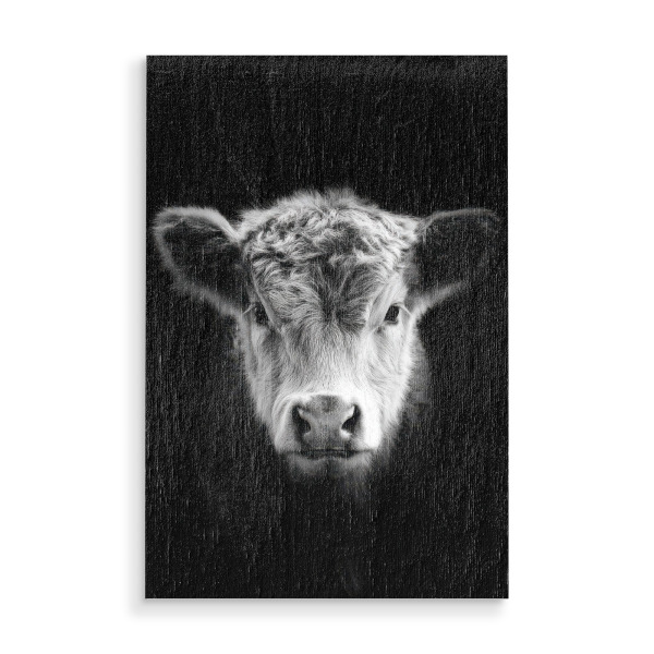 Holzbild "Kuh Portrait auf Schwarz" artboxONE - Tiere,Schwarzweiß