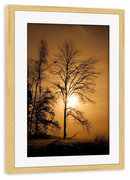 Poster mit Rahmen kiefer "Baum im Sonnenuntergang" artboxONE - Natur - Baum,Sonnenuntergang,Winter,Schnee