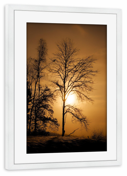 Poster mit Rahmen weiß "Baum im Sonnenuntergang" artboxONE - Natur - Baum,Sonnenuntergang,Winter,Schnee