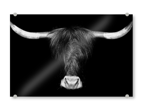 Acrylglasbild "Anderer kleiner Wuschel" artboxONE - Natur,Tiere,Schwarzweiß - Kuh,Portrait,Schottisches hochlandrind,Schwarzweiß,Zottelig,Zottige kuh