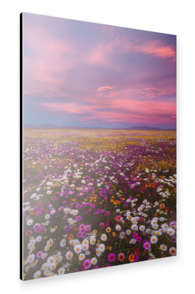 Alu-Dibond "Blumenmeer Wüste" 30x20 cm artboxONE