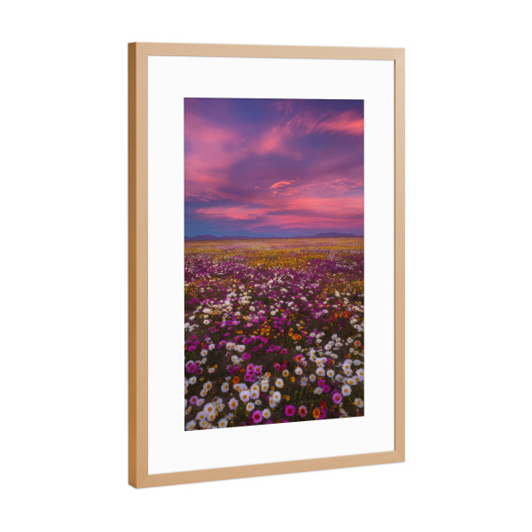Poster mit Rahmen Kupfer "Blumenmeer Wüste" artboxONE - Natur,Floral - Blumen,Wüste,Landschaft,Natur,Sonnenuntergang,Frühling,Blüte,Blumenmeer