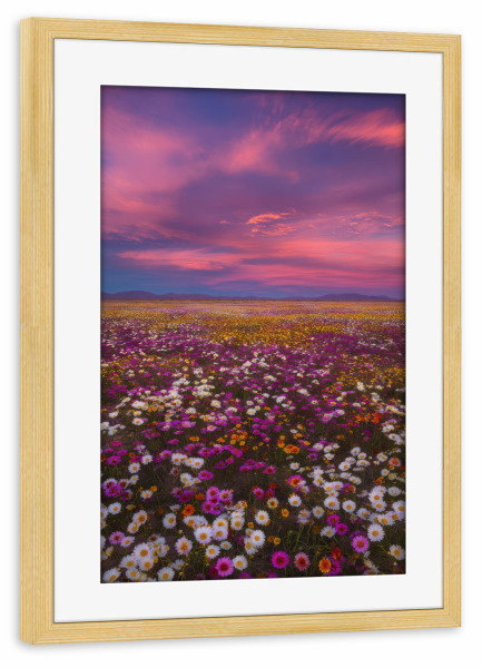 Poster mit Rahmen kiefer "Blumenmeer Wüste" artboxONE - Natur,Floral - Blumen,Wüste,Landschaft,Natur,Sonnenuntergang,Frühling,Blüte,Blumenmeer
