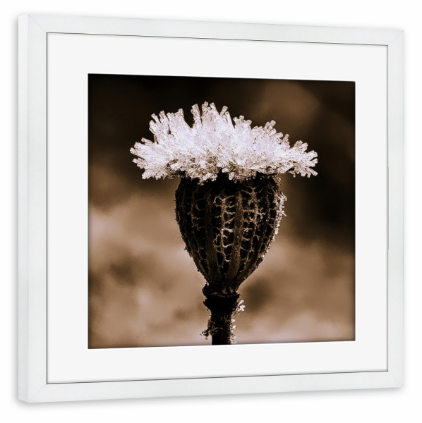 Poster mit Rahmen weiß "Kleine Eis Haube" artboxONE - Natur,Floral,Schwarzweiß - Samenkapsel,Winter,Eis,Mohn,Schwarz,Weiß,Sepia