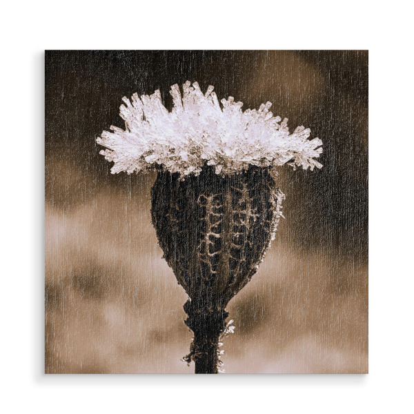 Holzbild "Kleine Eis Haube" artboxONE - Natur,Floral,Schwarzweiß - Samenkapsel,Winter,Eis,Mohn,Schwarz,Weiß,Sepia