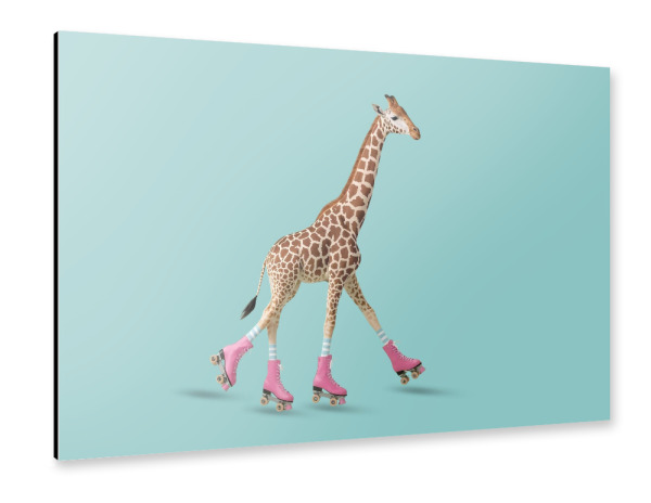 Alu-Dibond "Giraffe auf einer Rolle" 75x50 cm artboxONE