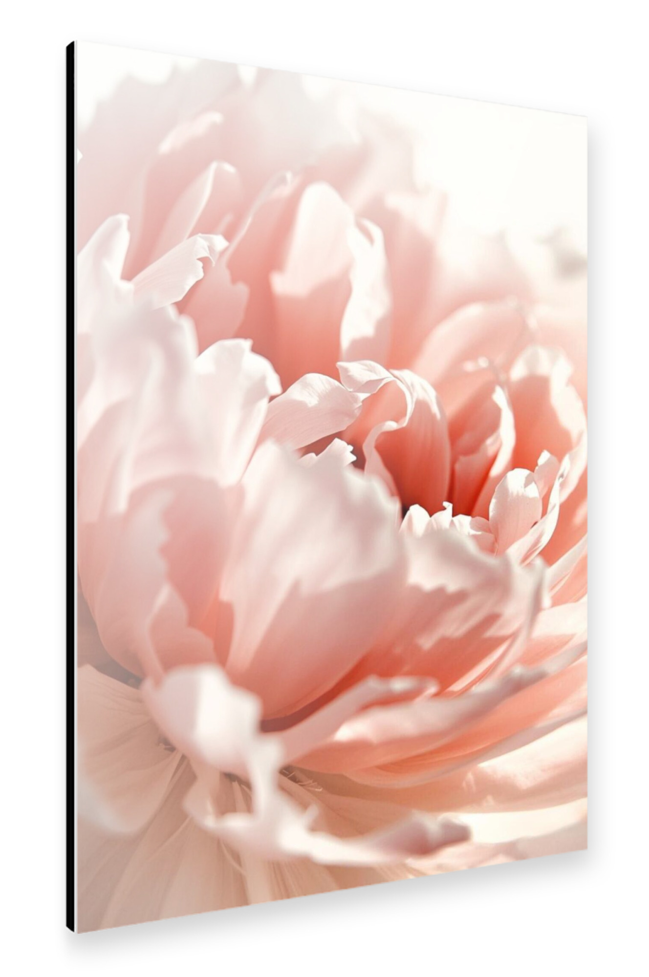 Alu-Dibond "Rosa Pfingstrosen" 75x50 cm artboxONE