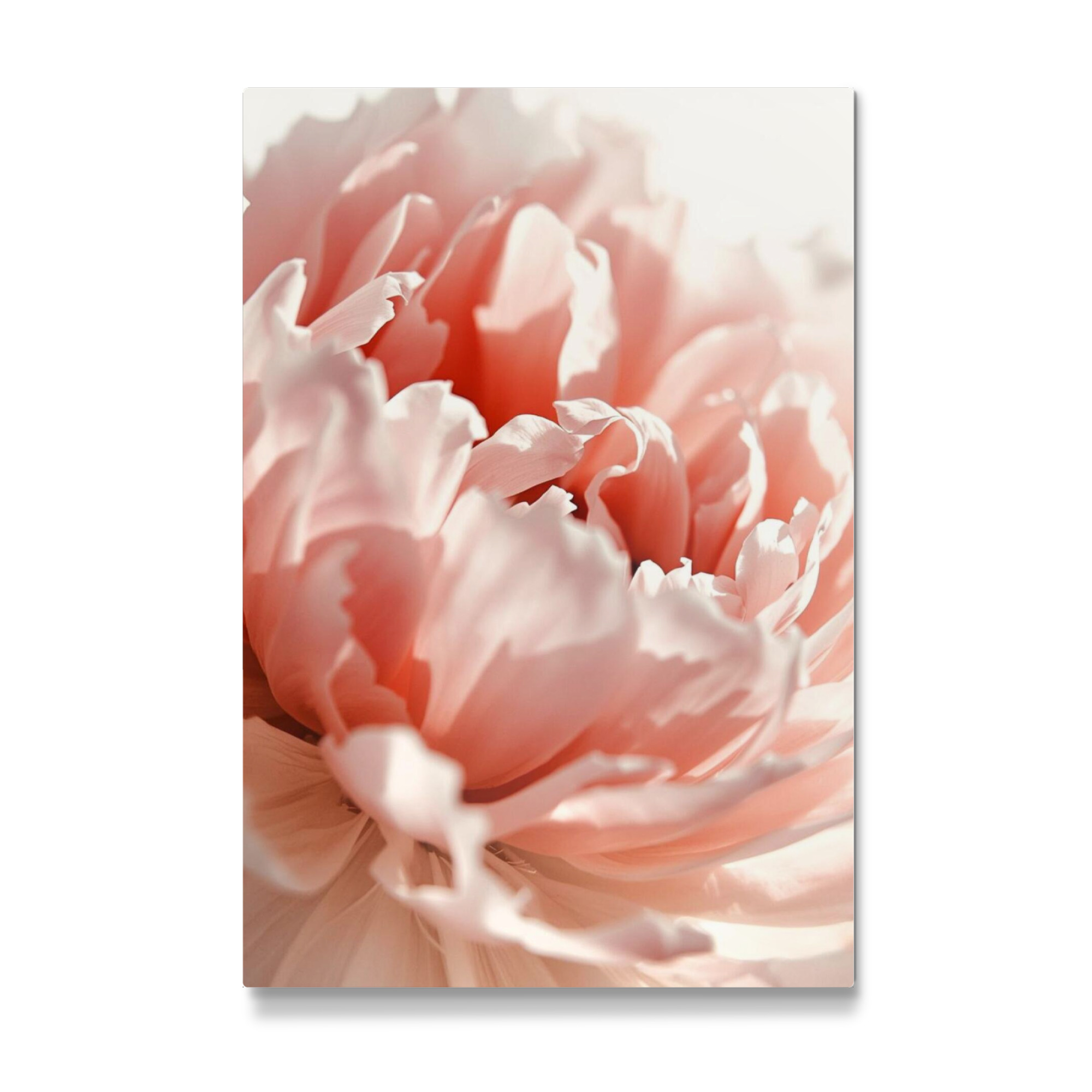 Galerie-Print "Rosa Pfingstrosen" 30x20 cm artboxONE