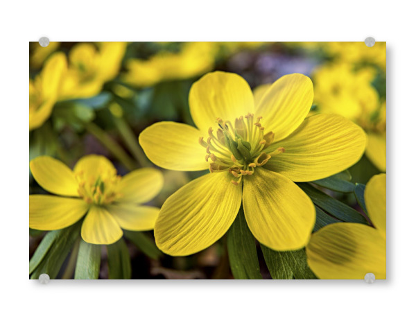 Acrylglasbild "Die Winterlinge" artboxONE - Natur,Floral - Blume,Blüte,Winterlinge,Frühblüher,Frühling,Gelb,Frühjahr