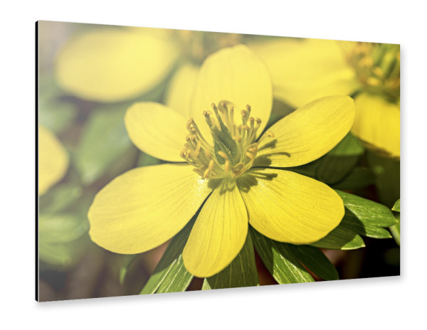 Alu-Dibond "Die Winterlinge im Frühling" 30x20 cm artboxONE