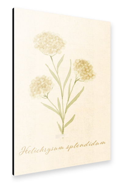 Alu-Dibond "Herbarium-Seite - Helichrysum" 75x50 cm artboxONE