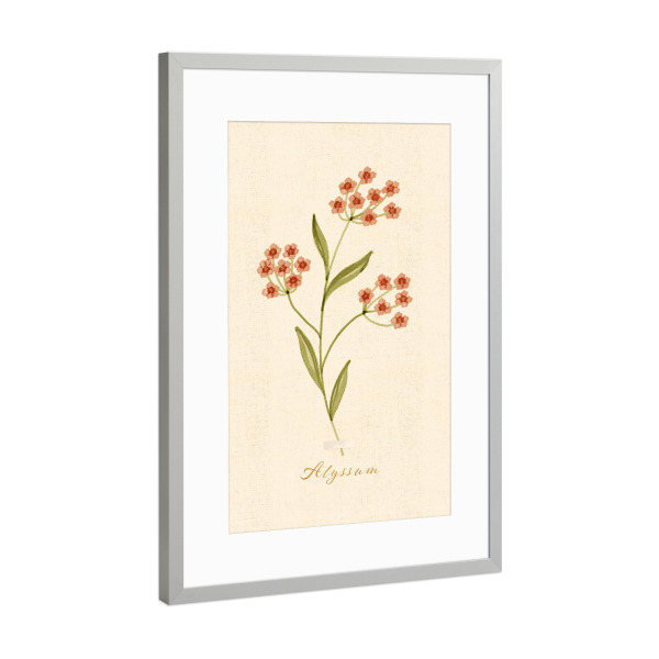 Poster mit Rahmen Silber "Herbarium-Seite – Alyssum" artboxONE - Natur,Floral
