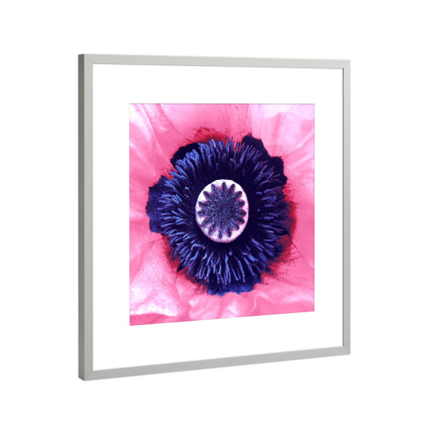 Poster mit Rahmen Silber "Pink Poppy" artboxONE - Natur,Floral,Für Mama