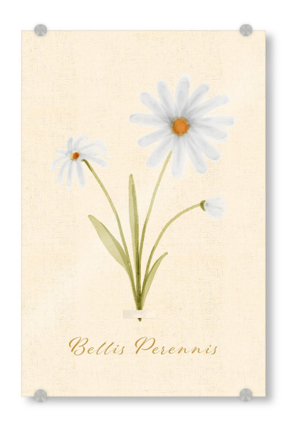 Acrylglasbild "Herbarium-Seite - Bellis Perennis" artboxONE - Natur,Floral