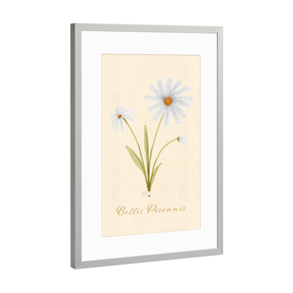 Poster mit Rahmen Silber "Herbarium-Seite - Bellis Perennis" artboxONE - Natur,Floral