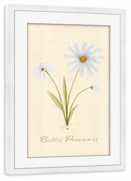 Poster mit Rahmen weiß "Herbarium-Seite - Bellis Perennis" artboxONE - Natur,Floral