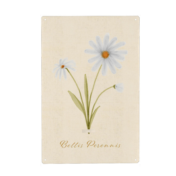 Holzbild "Herbarium-Seite - Bellis Perennis" artboxONE - Natur,Floral - Vintage,Handbemalt,Wildblume,Herbarium,Aquarell,Botanisch,Cottagecore,Blumen