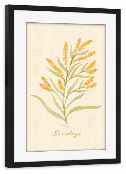 Poster mit Rahmen schwarz "Herbarium Page - Solidago" artboxONE - Natur,Floral