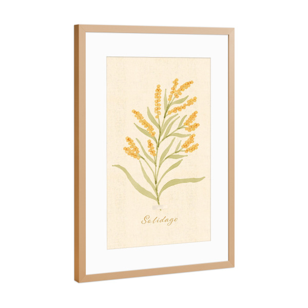 Poster mit Rahmen Kupfer "Herbarium Page - Solidago" artboxONE - Natur,Floral