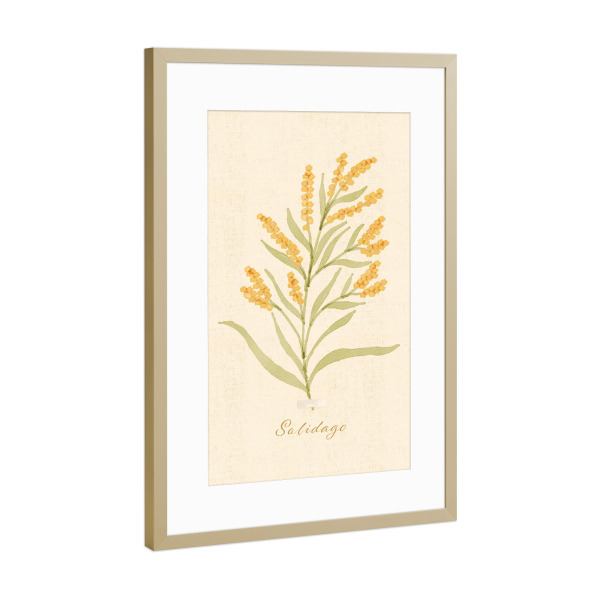Poster mit Rahmen Gold "Herbarium Page - Solidago" artboxONE - Natur,Floral