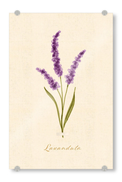 Acrylglasbild "Herbarium-Seite - Lavandula" artboxONE - Natur,Floral - Aquarell,Handbemalt,Wildblume,Herbarium,Botanisch,Rustikal,Cottagecore,Blumen