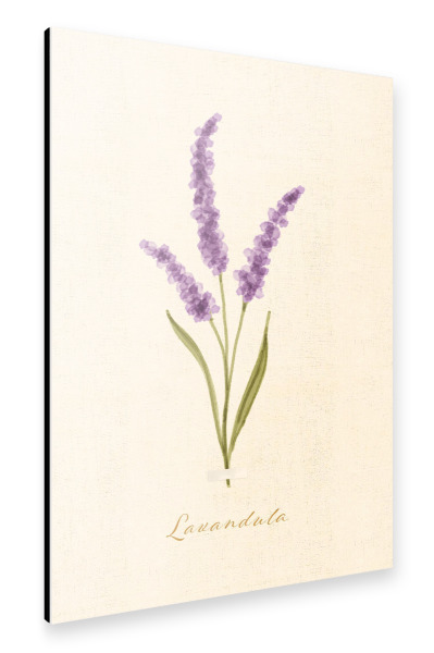 Alu-Dibond "Herbarium-Seite - Lavandula" 30x20 cm artboxONE