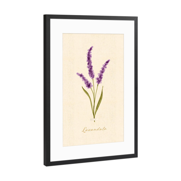 Poster mit Rahmen Schwarz (Metallic) "Herbarium-Seite - Lavandula" artboxONE - Natur,Floral