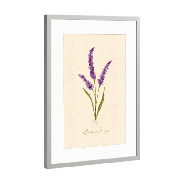 Poster mit Rahmen Silber "Herbarium-Seite - Lavandula" artboxONE - Natur,Floral