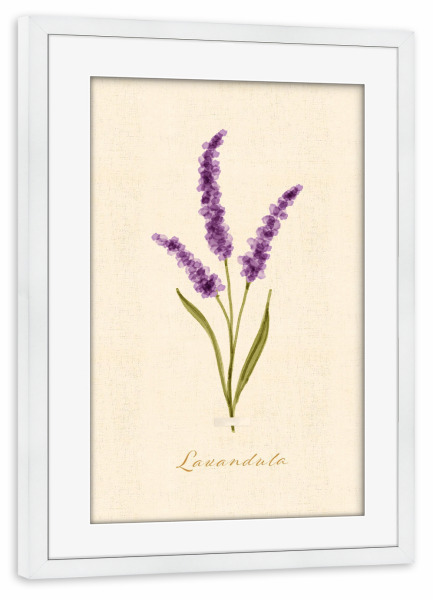 Poster mit Rahmen weiß "Herbarium-Seite - Lavandula" artboxONE - Natur,Floral