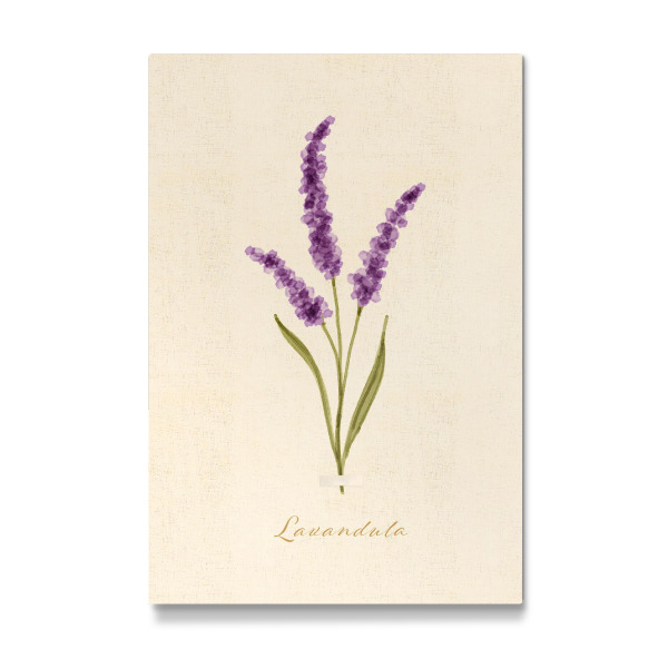 Galerie-Print "Herbarium-Seite - Lavandula" 30x20 cm artboxONE
