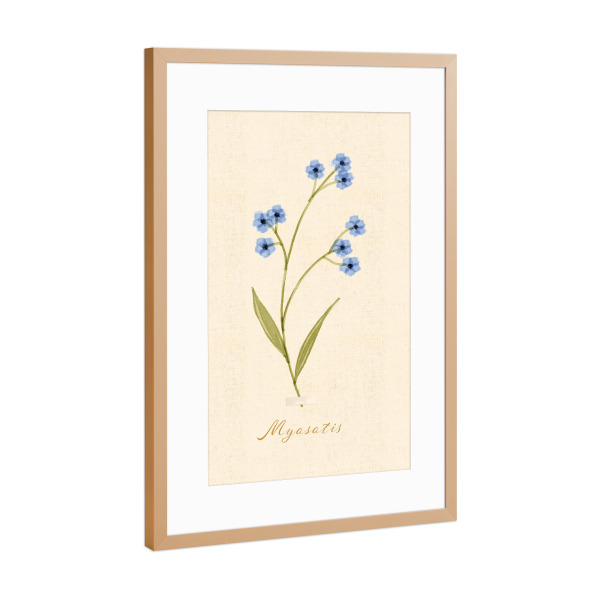Poster mit Rahmen Kupfer "Herbarium-Seite - Myosotis" artboxONE - Natur,Floral