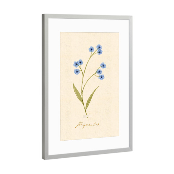 Poster mit Rahmen Silber "Herbarium-Seite - Myosotis" artboxONE - Natur,Floral