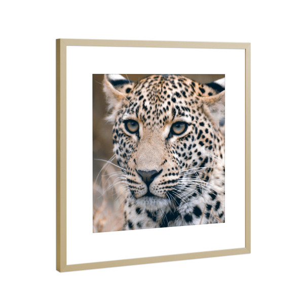 Poster mit Rahmen Gold "Leopard close-up" artboxONE - Natur,Reise,Tiere,Reise / Afrika,Reise / Länder