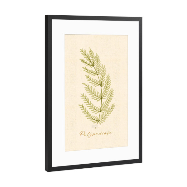 Poster mit Rahmen Schwarz (Metallic) "Herbarium-Seite - Polypodiales" artboxONE - Natur,Floral