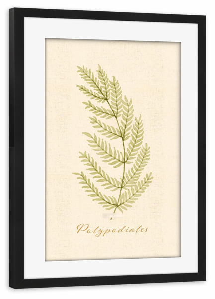Poster mit Rahmen schwarz "Herbarium-Seite - Polypodiales" artboxONE - Natur,Floral