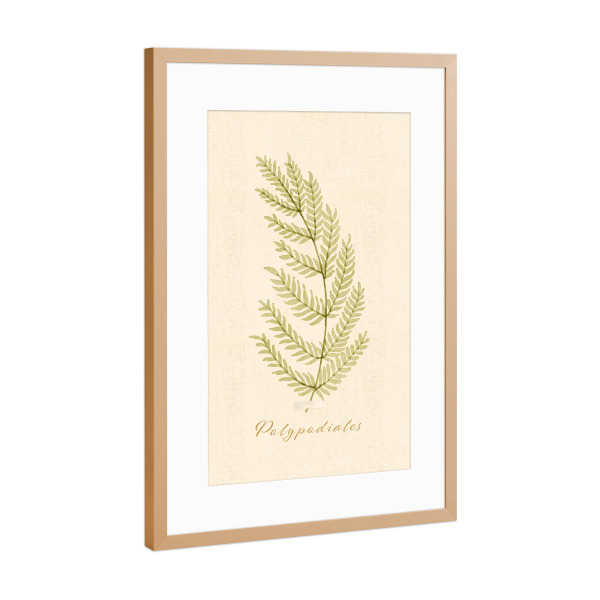 Poster mit Rahmen Kupfer "Herbarium-Seite - Polypodiales" artboxONE - Natur,Floral