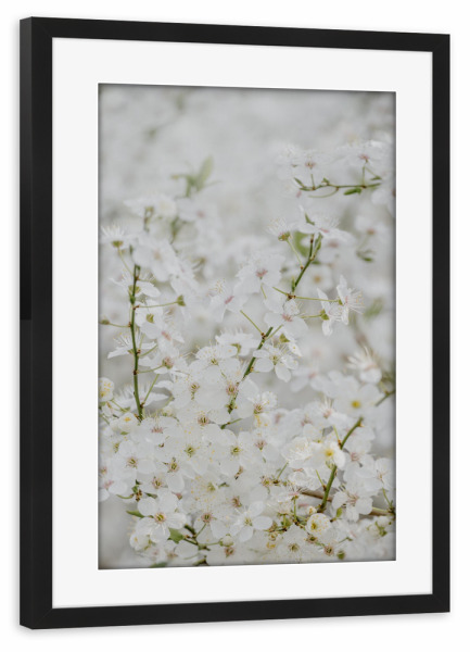 Poster mit Rahmen schwarz "Ruhe unter Blütenzweigen" artboxONE - Natur,Floral