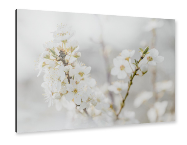 Alu-Dibond "Zarte Blüten In Weiß" 75x50 cm artboxONE