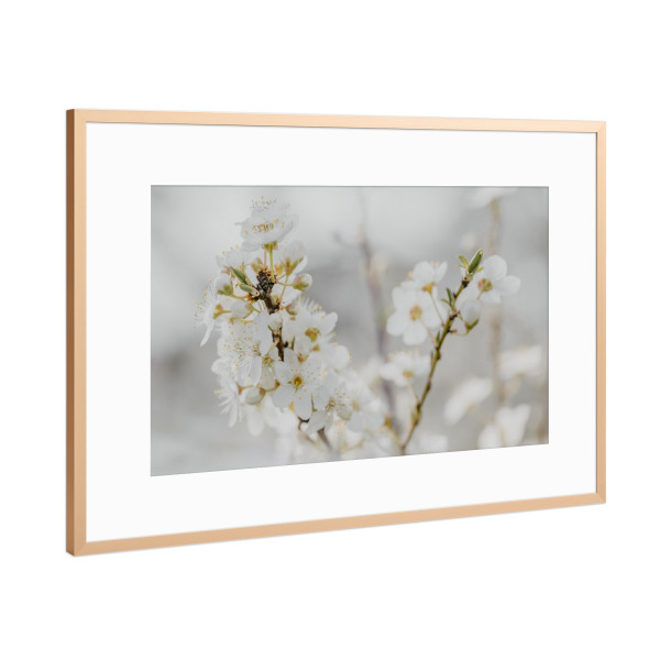 Poster mit Rahmen Kupfer "Zarte Blüten In Weiß" artboxONE - Natur,Floral