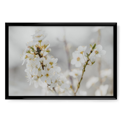Zarte Blüten In Weiß
