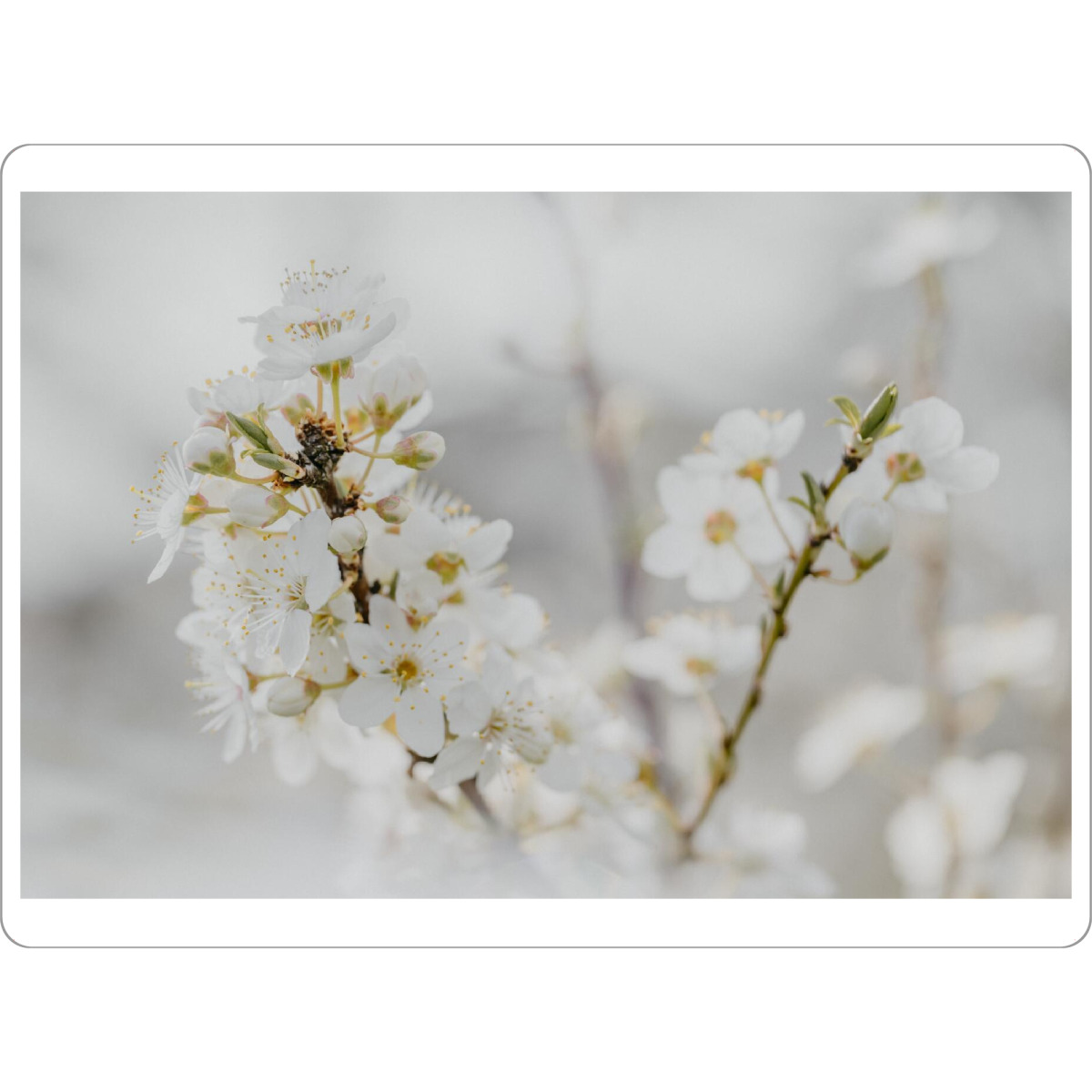 Tischset "Zarte Blüten In Weiß" artboxONE - Natur,Floral