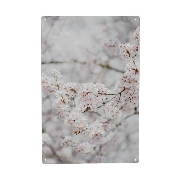 Metall Poster "Kirschbaum Erwachen" artboxONE - Natur,Floral