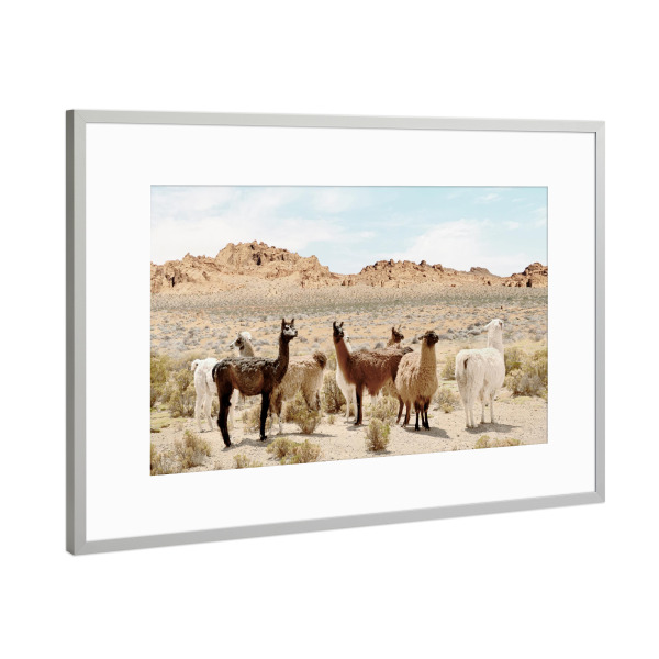 Poster mit Rahmen Silber "Alpaka-Tal" artboxONE - Natur,Reise,Für Kinder,Tiere