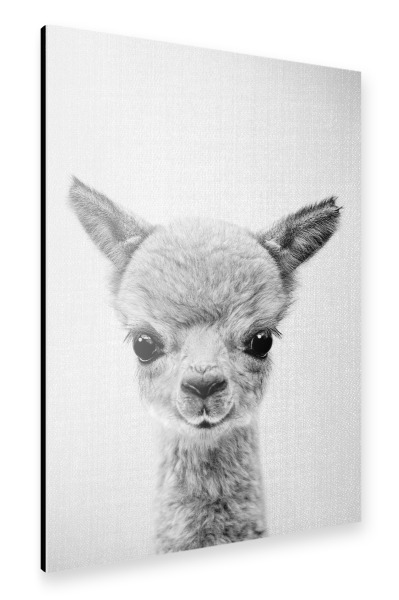 Alu-Dibond "Baby Alpaka – Schwarz & Weiß" 75x50 cm artboxONE