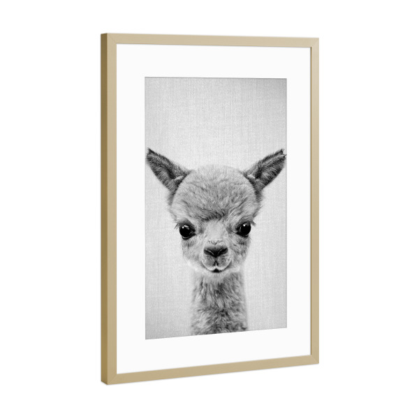 Poster mit Rahmen Gold "Baby Alpaka – Schwarz & Weiß" artboxONE - Für Kinder,Tiere,Für Mama,Lustig