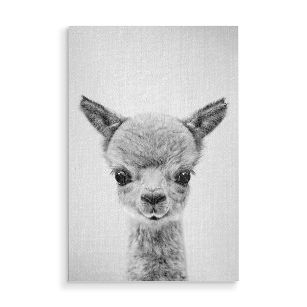 Holzbild "Baby Alpaka – Schwarz & Weiß" artboxONE - Für Kinder,Tiere,Für Mama,Lustig