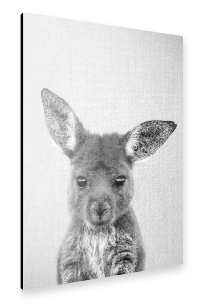 Alu-Dibond "Baby-Känguru – Schwarz & Weiß" 75x50 cm artboxONE