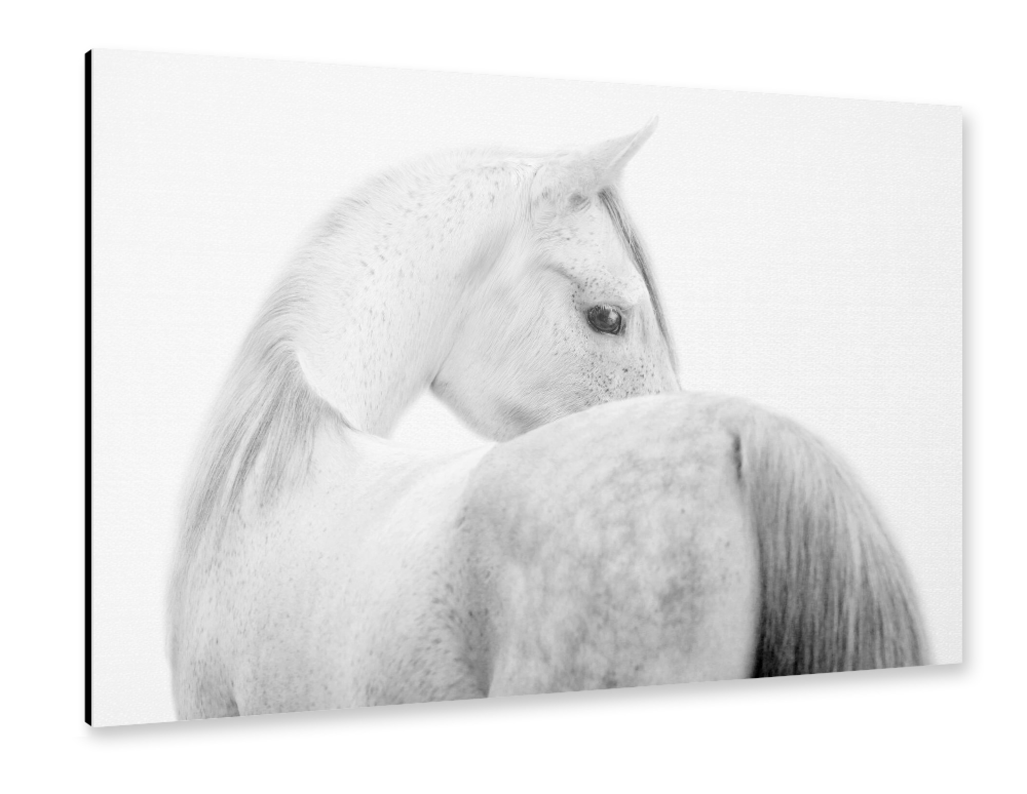 Alu-Dibond "Furchtloses Pferd - Schwarz Weiß" 30x20 cm artboxONE